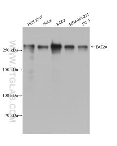 BAZ2A Recombinant monoclonal antibody Proteintech  82910-2-RR