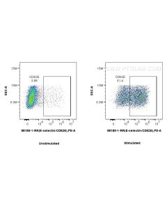 Anti-Human E-selectin/CD62E Rabbit Recombinant Antibody Proteintech  98189-1-RR