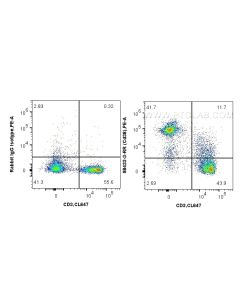 Anti-Mouse CD38 Rabbit Recombinant Antibody Proteintech  98433-3-RR