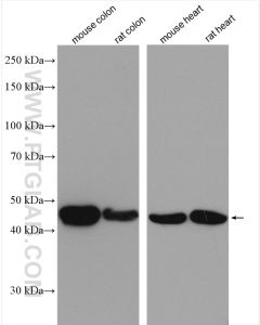 Alpha smooth muscle actin Polyclonal antibody Proteintech  14395-1-AP
