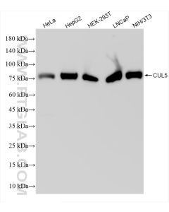 Cullin 5 Recombinant monoclonal antibody Proteintech  83869-1-RR