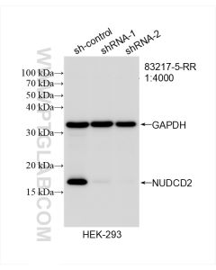 NUDCD2 Recombinant monoclonal antibody Proteintech  83217-5-RR
