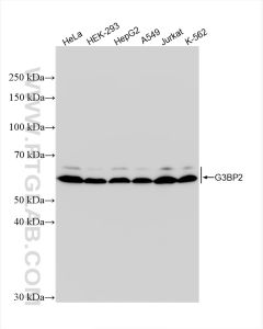 G3BP2 Recombinant monoclonal antibody Proteintech  82080-4-RR