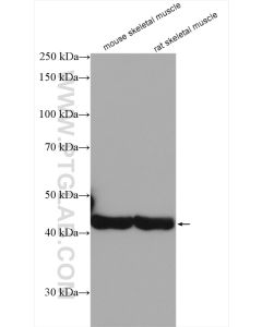 Alpha Actin Polyclonal antibody Proteintech  23660-1-AP