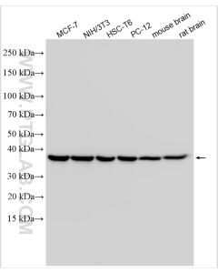 EIF2S1 Polyclonal antibody Proteintech  11170-1-AP