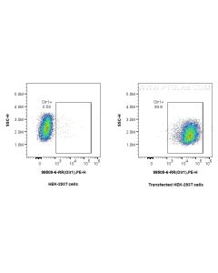 Anti-Mouse OLR1/LOX1 Rabbit Recombinant Antibody Proteintech  98509-6-RR