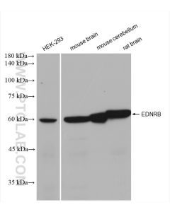 EDNRB Recombinant monoclonal antibody Proteintech  82818-2-RR