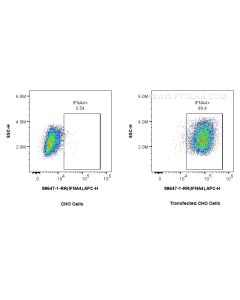Anti-Human IFN-alpha 4/IFNA4 Rabbit Recombinant Antibody Proteintech  98647-1-RR