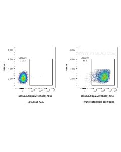 Anti-Human JAM2/CD322 Rabbit Recombinant Antibody Proteintech  98390-1-RR