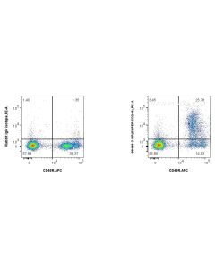 Anti-Mouse ENPEP Rabbit Recombinant Antibody Proteintech  98489-3-RR