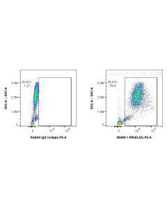 Anti-Human Neutrophil Elastase Rabbit Recombinant Antibody Proteintech  98499-1-RR