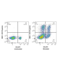 Anti-Rat IFN-gamma Rabbit Recombinant Antibody Proteintech  98001-1-RR