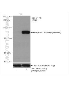 Phospho-STAT5A (Tyr694)/STAT5B (Tyr699) Recombinant monoclonal antibody Proteintech  80115-1-RR