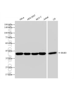 BUB3 Recombinant monoclonal antibody Proteintech  83266-5-RR