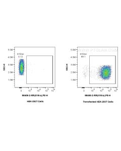Anti-Mouse IL-15RA Rabbit Recombinant Antibody Proteintech  98406-2-RR