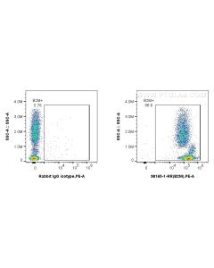 Anti-Human Beta-2-Microglobulin Rabbit Recombinant Antibody Proteintech  98165-1-RR