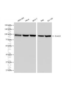 ELAC2 Recombinant monoclonal antibody Proteintech  83468-6-RR