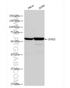 EHD2 Recombinant monoclonal antibody Proteintech  85604-4-RR