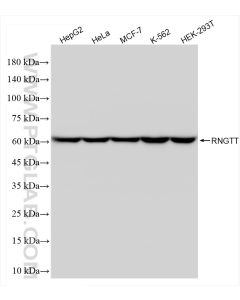 RNGTT Recombinant monoclonal antibody Proteintech  83974-2-RR