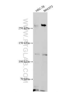 BRCA1 Recombinant monoclonal antibody Proteintech  83390-6-RR