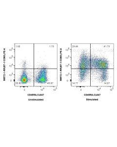 Anti-Rat CD80 Rabbit Recombinant Antibody Proteintech  98572-1-RR