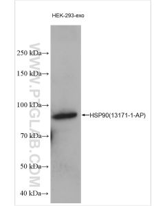 HSP90 Polyclonal antibody Proteintech  13171-1-AP