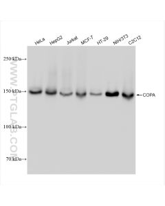 COPA Recombinant monoclonal antibody Proteintech  83089-2-RR