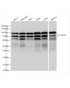 CNOT4 Recombinant monoclonal antibody Proteintech  83615-4-RR