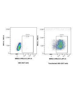 Anti-Mouse CCL1 Rabbit Recombinant Antibody Proteintech  98502-2-RR