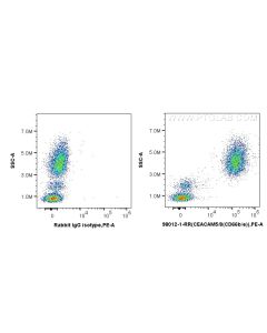 Anti-Human CEACAM5/8 (CD66b/e) Rabbit Recombinant Antibody Proteintech  98012-1-RR