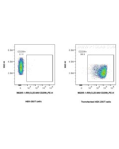 Anti-Human DC-SIGNR/CD299 Rabbit Recombinant Antibody Proteintech  98205-1-RR