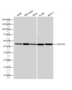CDCA7L Recombinant monoclonal antibody Proteintech  83682-4-RR