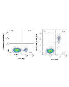 Anti-Human CD79b Rabbit Recombinant Antibody Proteintech  98075-1-RR