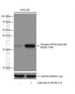 Phospho-S6 Ribosomal protein (Ser236) Recombinant monoclonal antibody Proteintech  80206-1-RR