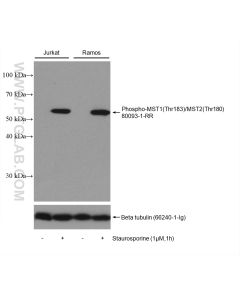 Phospho-MST1 (Thr183)/MST2 (Thr180) Recombinant monoclonal antibody Proteintech  80093-1-RR