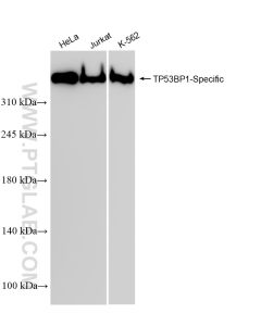 TP53BP1-Specific Recombinant monoclonal antibody Proteintech  83809-1-RR