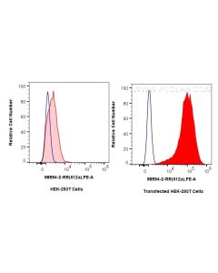 Anti-Rat IL-12A/IL-12 p35 Rabbit Recombinant Antibody Proteintech  98594-2-RR