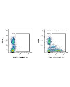 Anti-Human IGSF8/CD316 Rabbit Recombinant Antibody Proteintech  98530-2-RR
