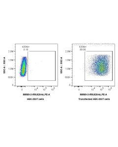 Anti-Mouse IL-20RB Rabbit Recombinant Antibody Proteintech  98569-3-RR