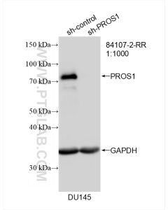 PROS1 Recombinant monoclonal antibody Proteintech  84107-2-RR