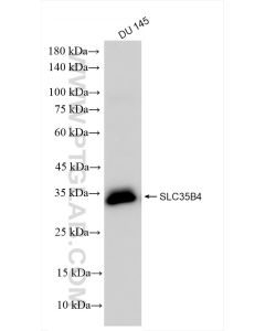 SLC35B4 Recombinant monoclonal antibody Proteintech  83527-3-RR