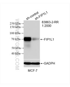 FIP1L1 Recombinant monoclonal antibody Proteintech  83863-2-RR
