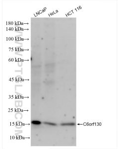 C6orf130 Recombinant monoclonal antibody Proteintech  83500-4-RR