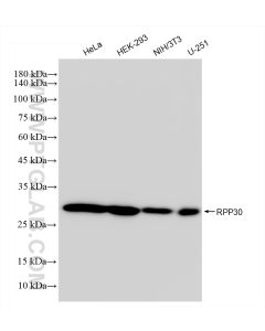 RPP30 Recombinant monoclonal antibody Proteintech  83481-5-RR