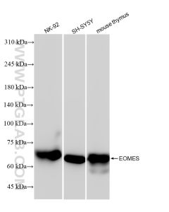 EOMES/TBR2 Recombinant monoclonal antibody Proteintech  83945-5-RR