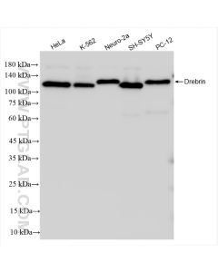 Drebrin Recombinant monoclonal antibody Proteintech  83591-2-RR
