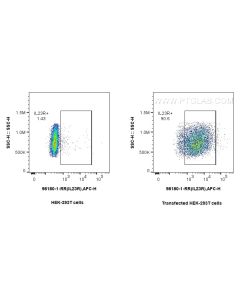 Anti-Human IL-23R Rabbit Recombinant Antibody Proteintech  98180-1-RR