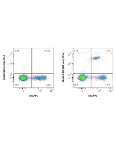 Anti-Mouse CD8b Rabbit Recombinant Antibody Proteintech  98461-3-RR