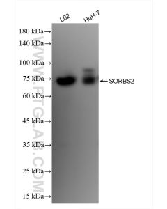 SORBS2 Recombinant monoclonal antibody Proteintech  83189-3-RR