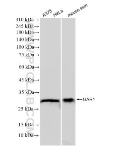 GAR1 Recombinant monoclonal antibody Proteintech  83577-4-RR
